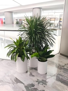 宁波前湾植物租赁选哪家？这份指南请收好！